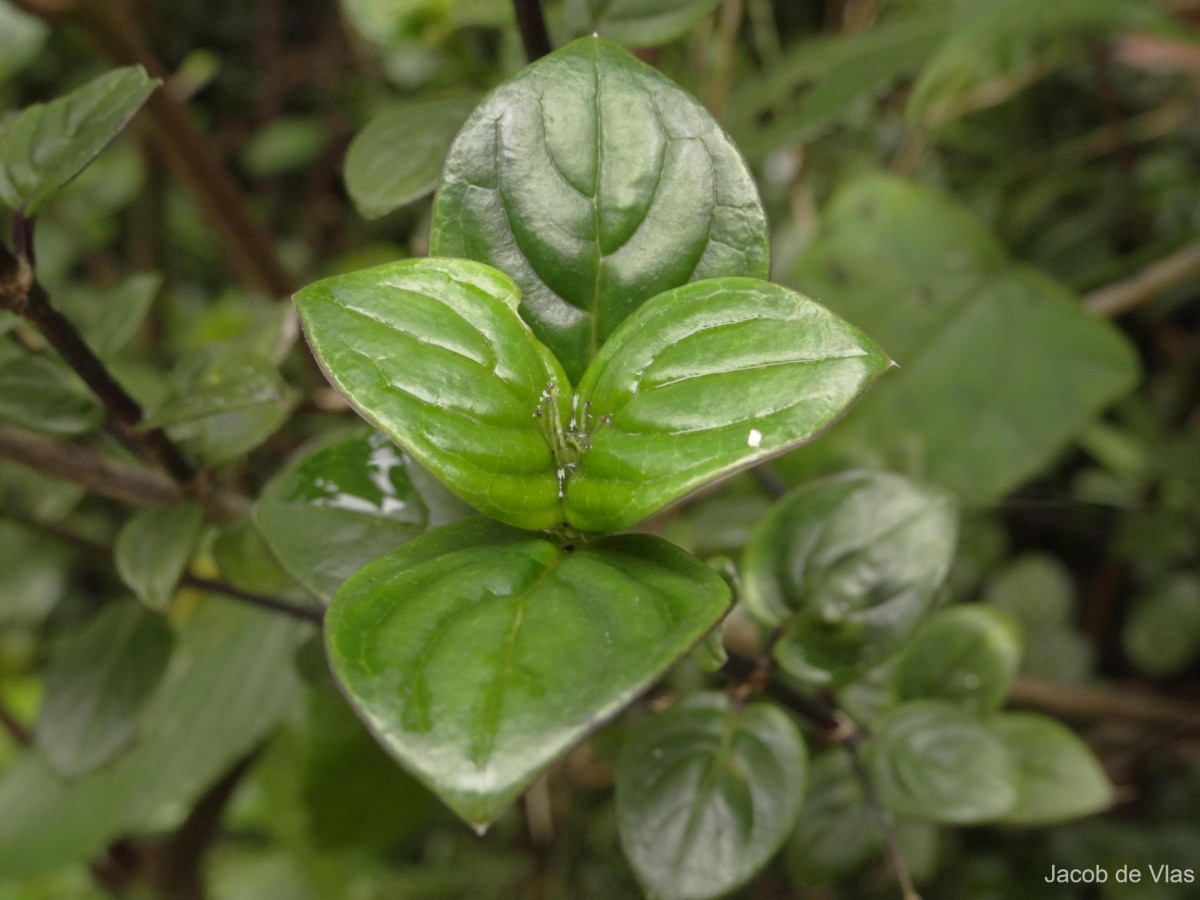 Hedyotis tridentata Ridsdale